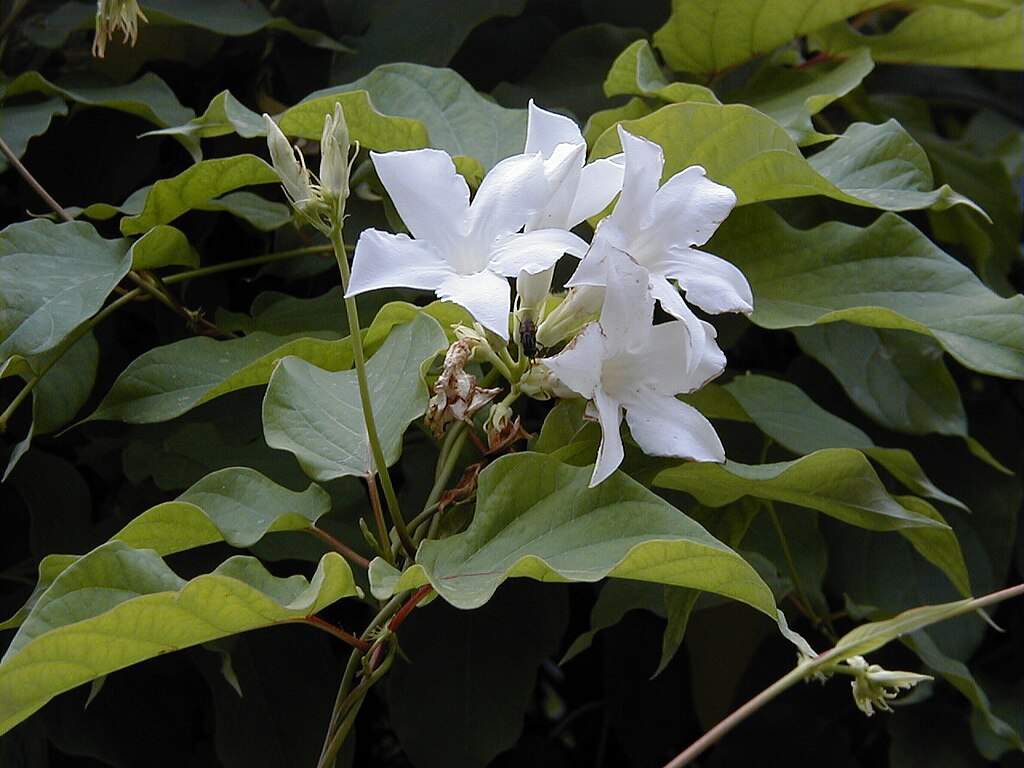 Mandevilla - Chilean Jasmine- 4" Pot