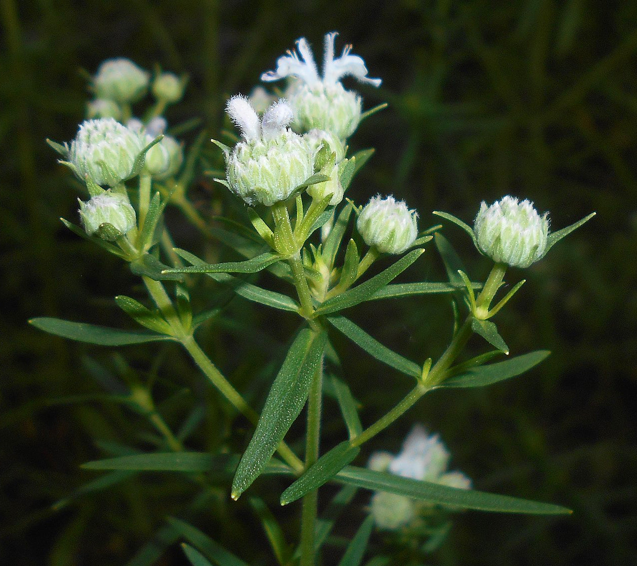 Mountain Mint - Pycnanthemum virginianum - MN Native