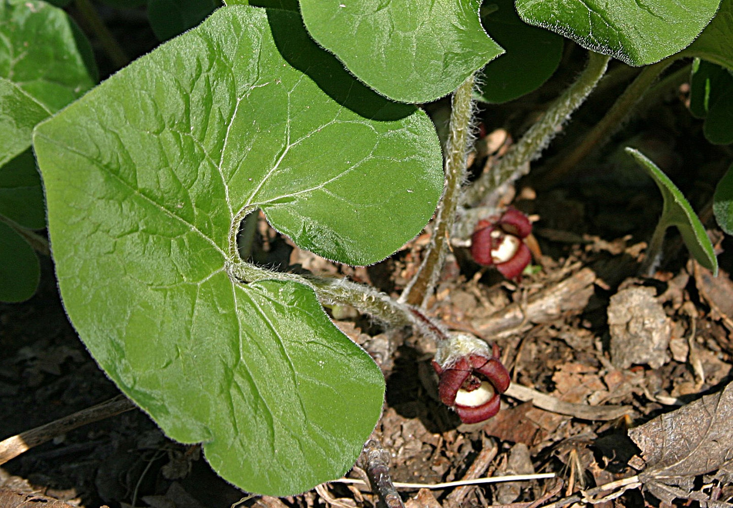 Wild Ginger - Asarum canadense - MN Native