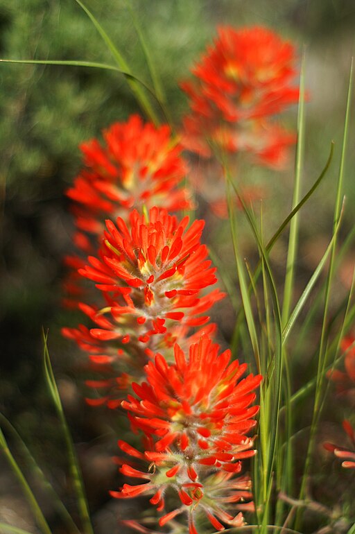 indian paintbrush flower seeds Indian Paintbrush - Castilleja coccinea