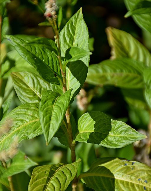 Indigo, Dye Plant - Persicaria tinctoria
