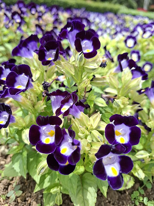 Torenia - Clown Blue- 4 pack