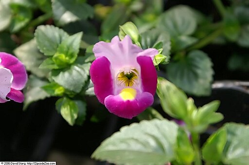 Torenia - Kauai Magenta- 4 pack
