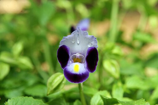 Torenia - Clown Blue- 4 pack