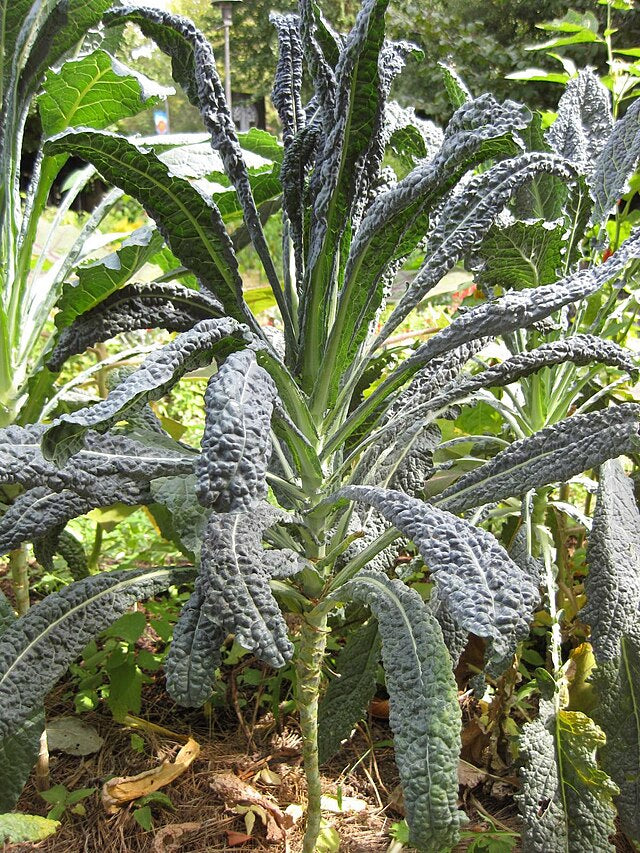 Kale - Lacinato/Dinosaur- Dazzling Blue - 4 pack