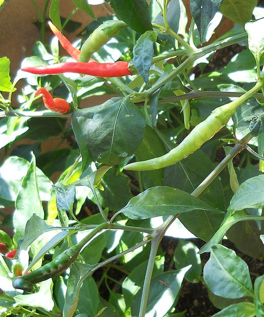 Pepper - Hot Thai Dragon Chili