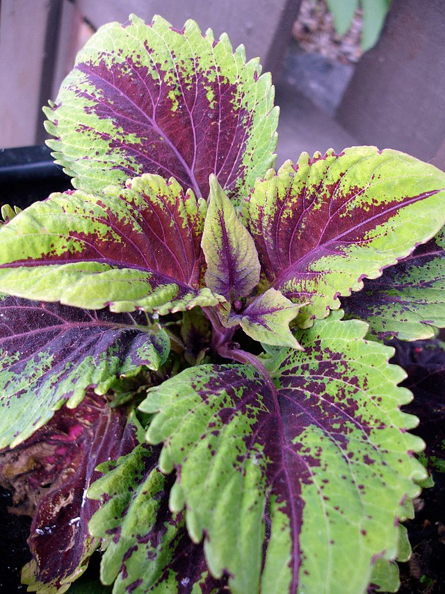 Coleus - Kong Rose - 4.5" pot