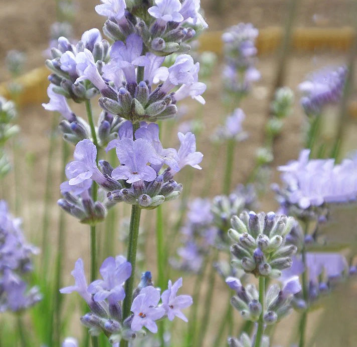 lavender plants sale Lavender