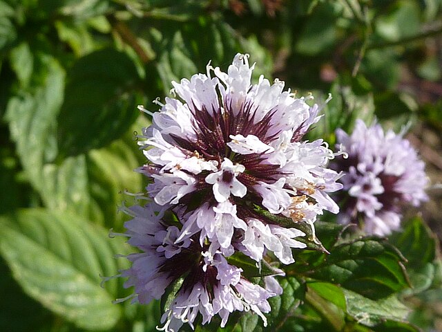 Orange Mint