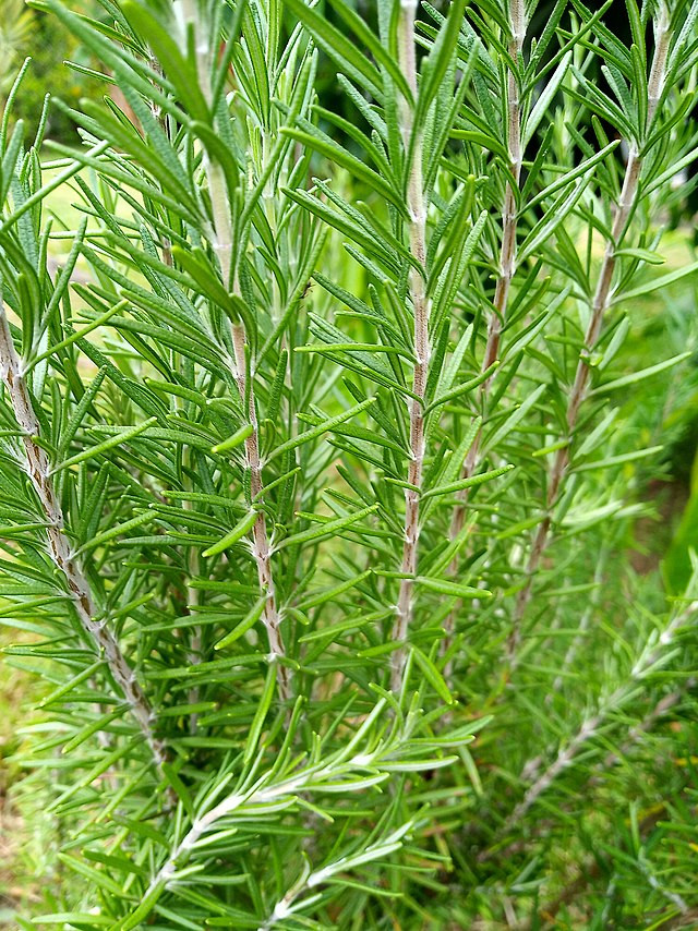 Rosemary