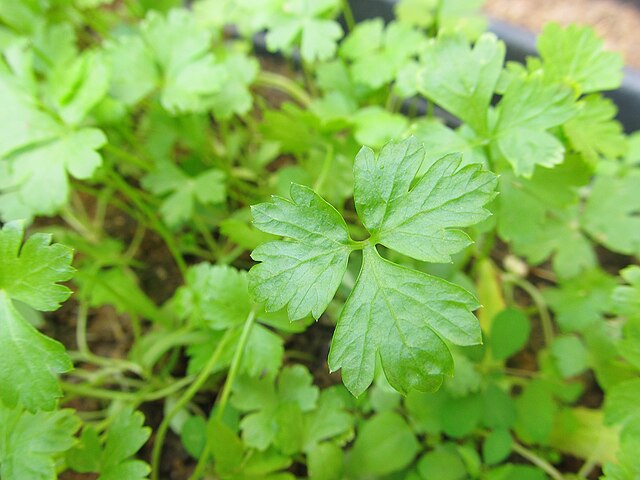Parsley - Italian