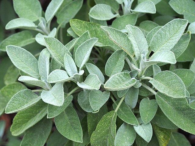 Sage, Common- Salvia officinalis