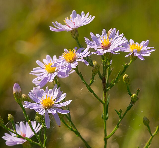 Aromatic Aster- Symphyotrichum oblongifolium- MN Native