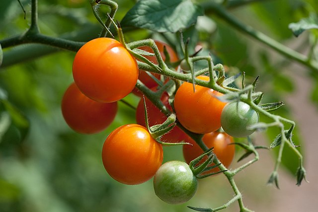 Tomato - Sun Gold