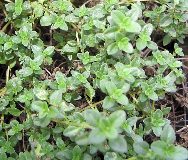 Thyme - Garden (English)