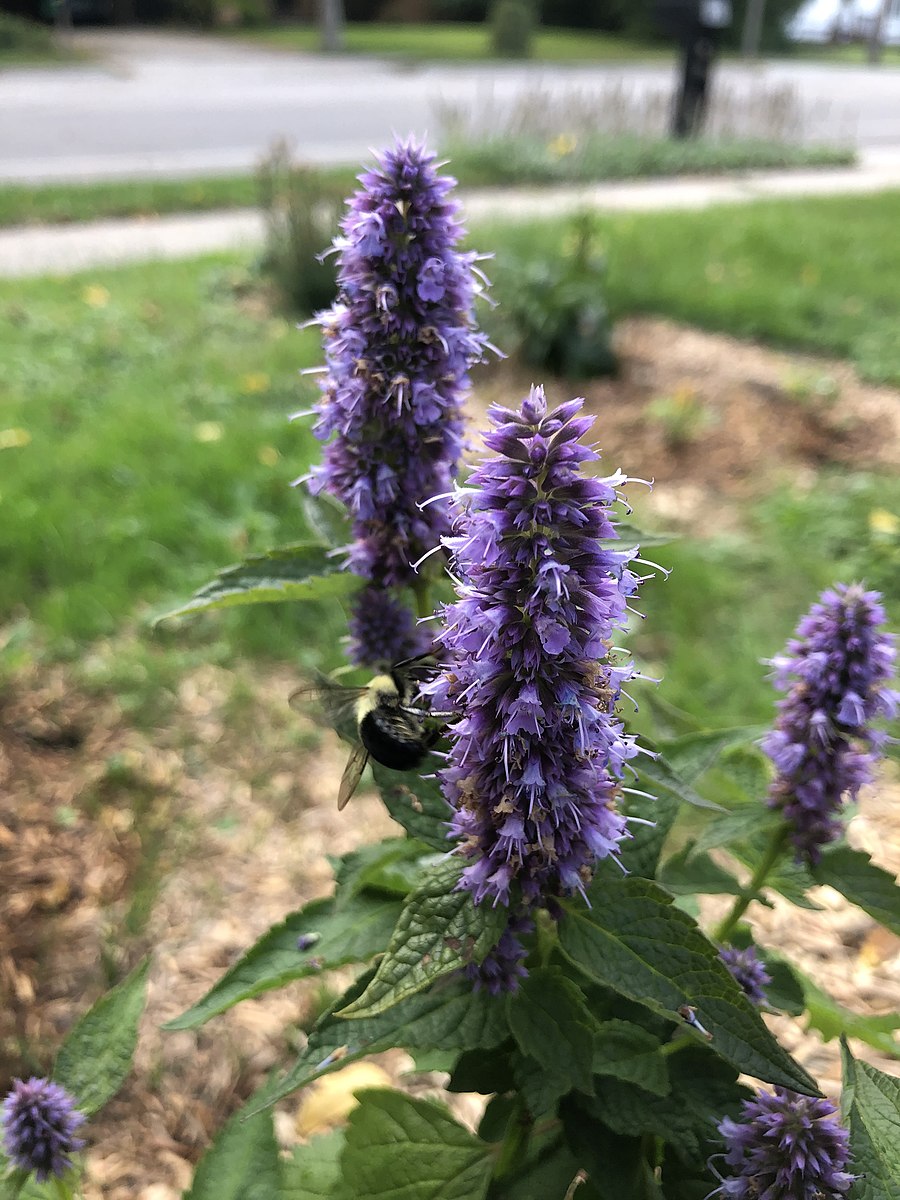 Anise Hyssop -Agastache foeniculum - MN Native
