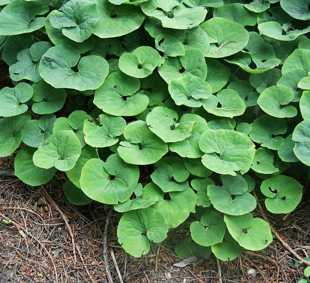 wild ginger herbicide Wild Ginger - Asarum canadense
