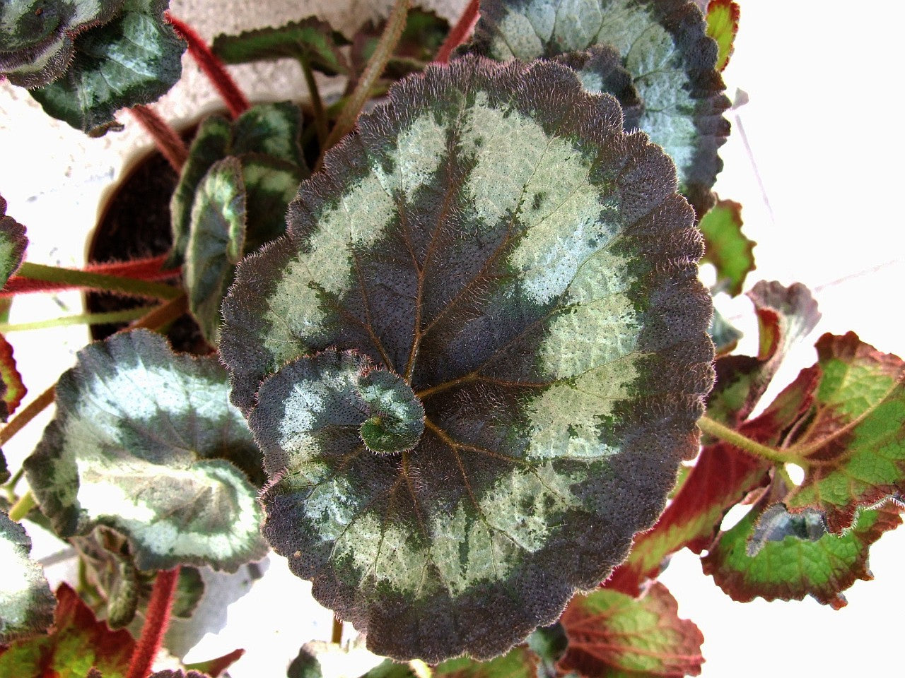 Begonia Rex "Escargot" - Shade, 6" pot