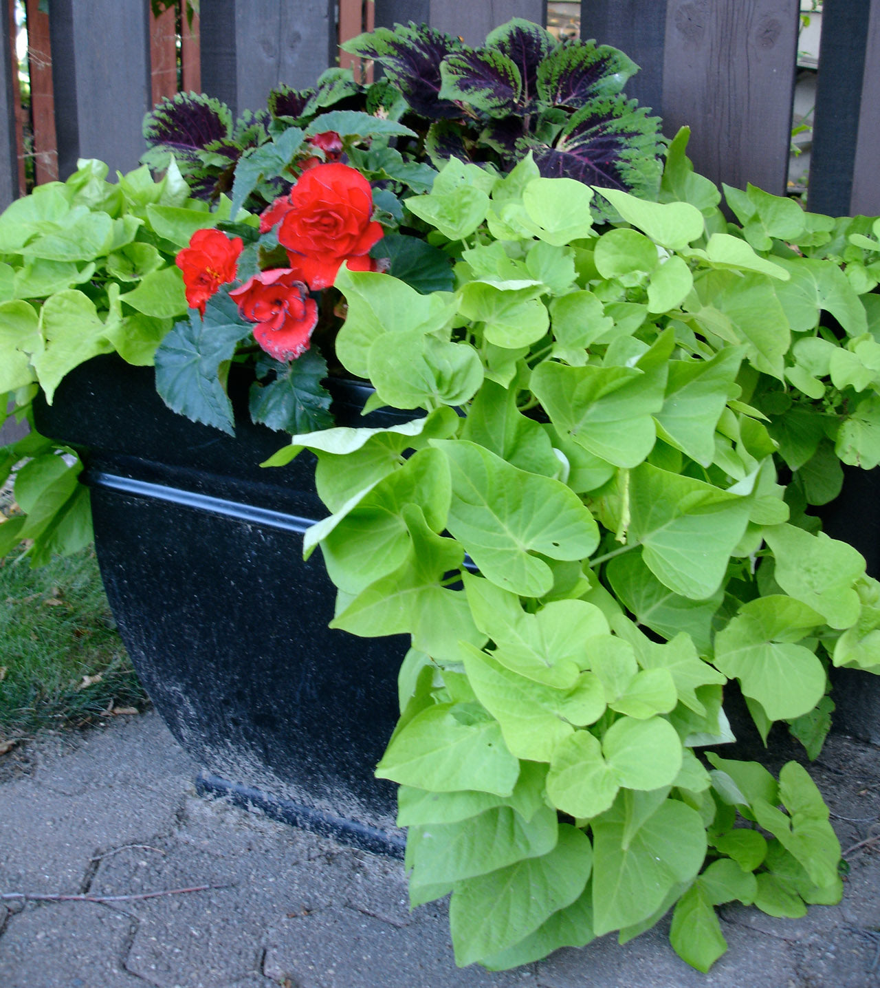 Sweet Potato Vine - Marguerite Lime - 3.5" pot