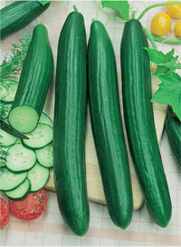 Cucumber - Burpless - Shintokiwa - Long-Fruited Cucumber