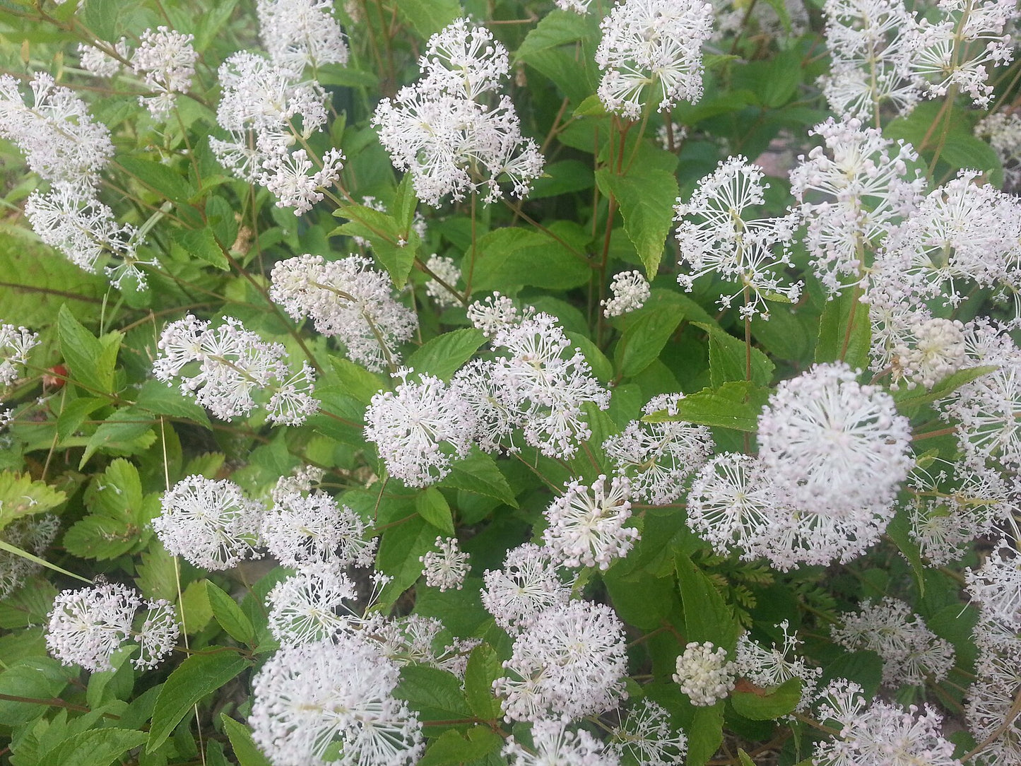 New Jersey Tea- Ceanothus americanus - MN Native Shrub