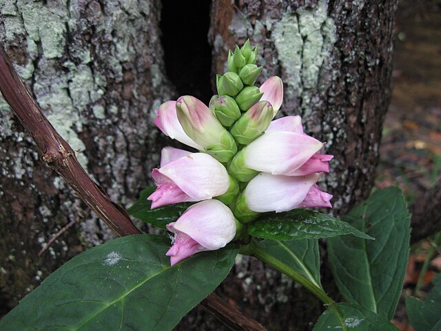 Turtlehead -Chelone glabra - MN Native