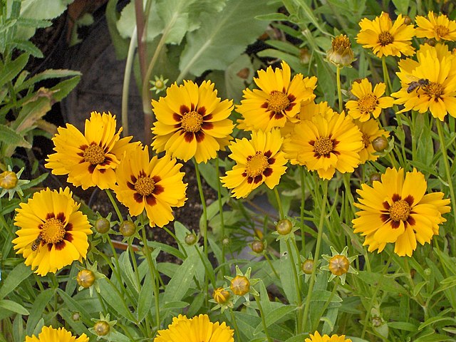 Lanceleaf Coreopsis - Coreopsis lanceolata - MN Native
