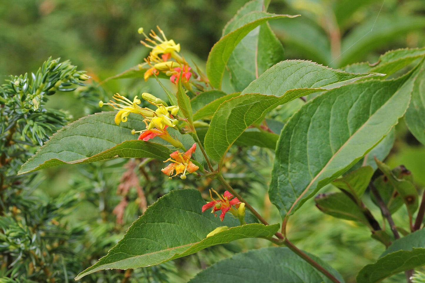 Dwarf Bush Honeysuckle - Diervilla lonicera- MN Native Shrub