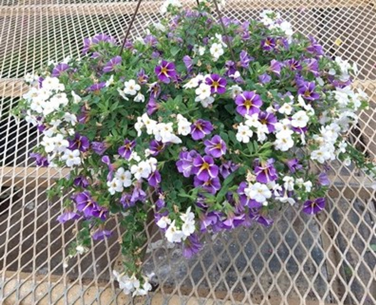 planted hanging baskets for sale near me Firefly Combo Hanging Basket, Sun – Northern Lights Plant Sale