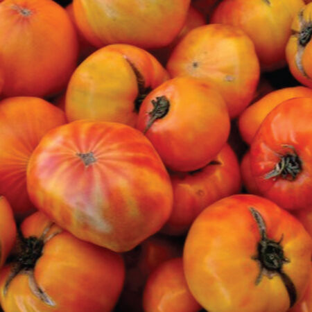 Tomato - Striped German - Solanum lycopersicum - Heirloom