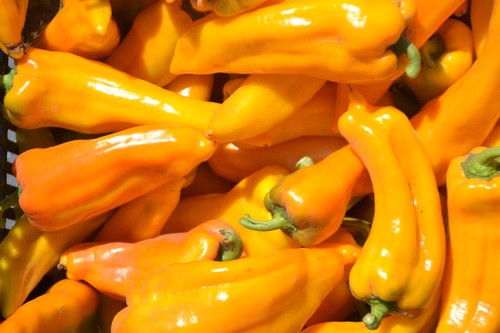 Pepper - Golden Treasure (sweet)