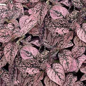 Hypoestes - Confetti Pink - 4 pack