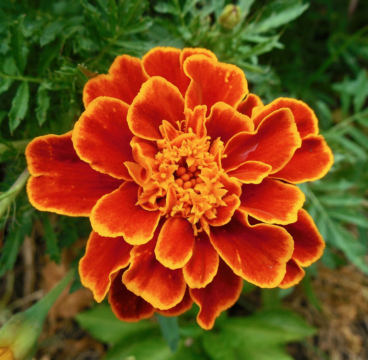 Marigold - Janie Flame 4 pack