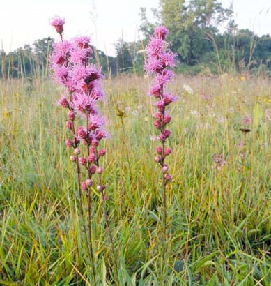 Liatris Aspera - Button Blazing Star– MN Native