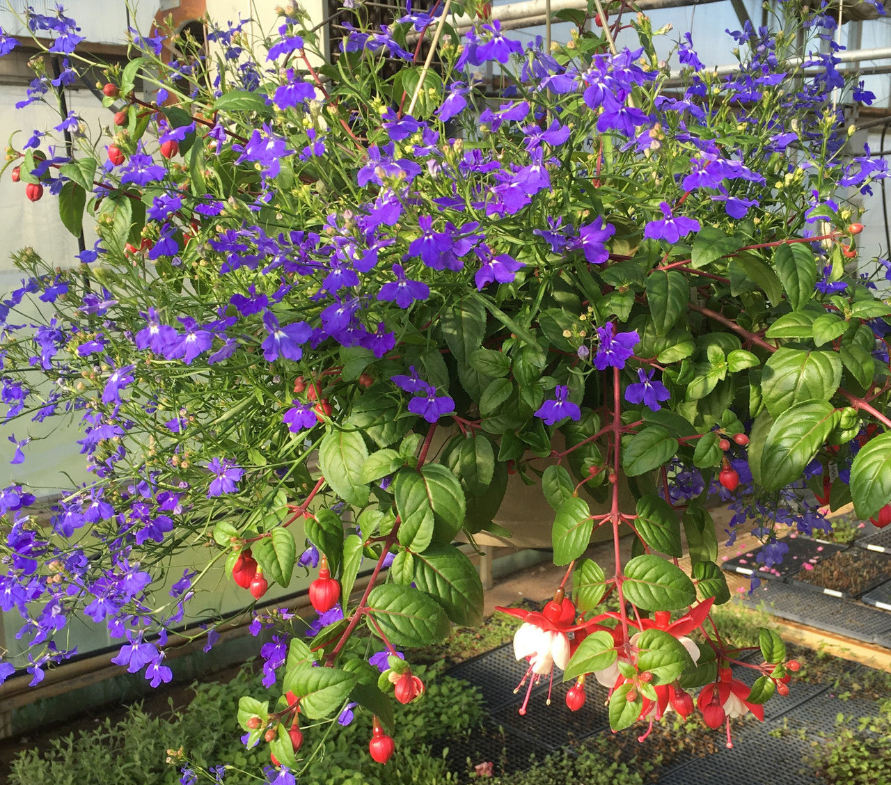 lobelia hanging plants Misty Showers, Fushia + Lobelia Combo Hanging Basket, Shade