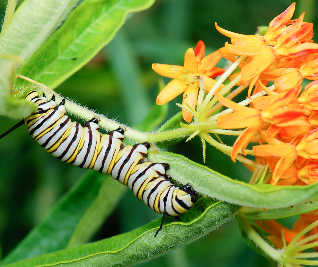 Butterfly Weed -Asclepias tuberosa - MN Native