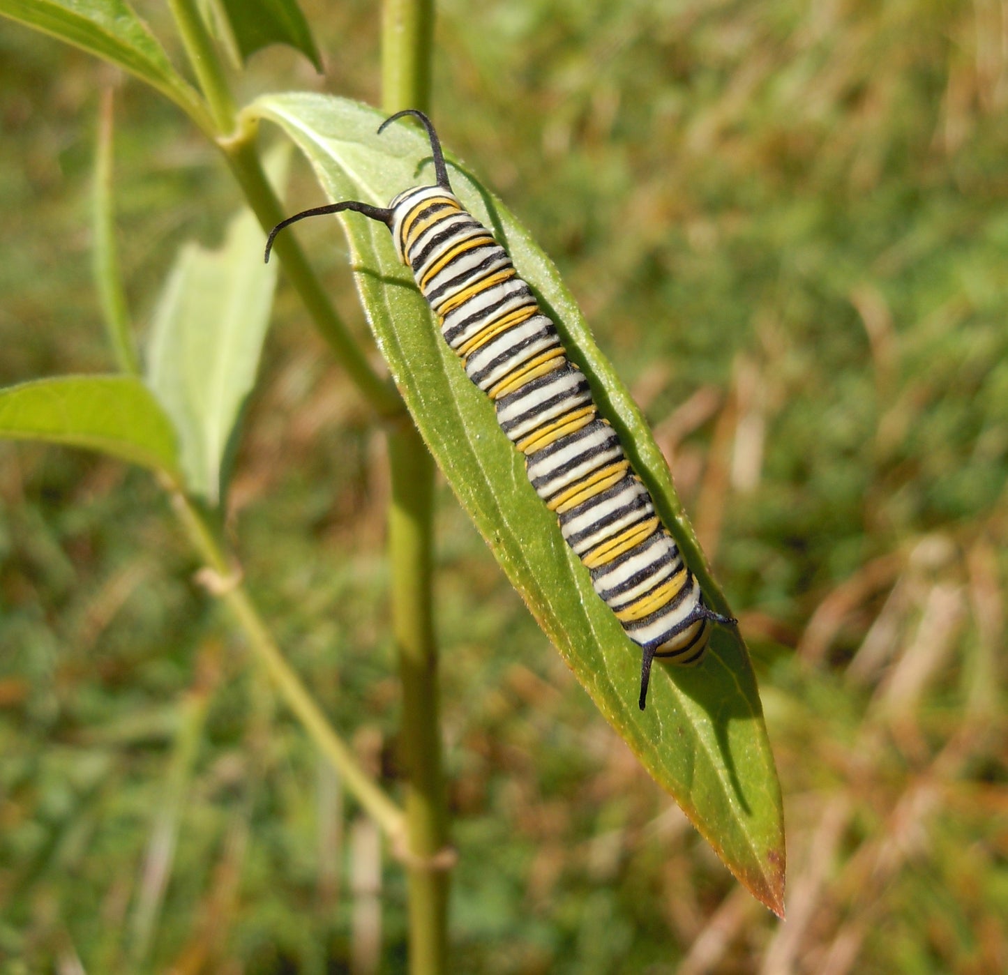 Swamp Milkweed - Asclepias incarnata - MN Native