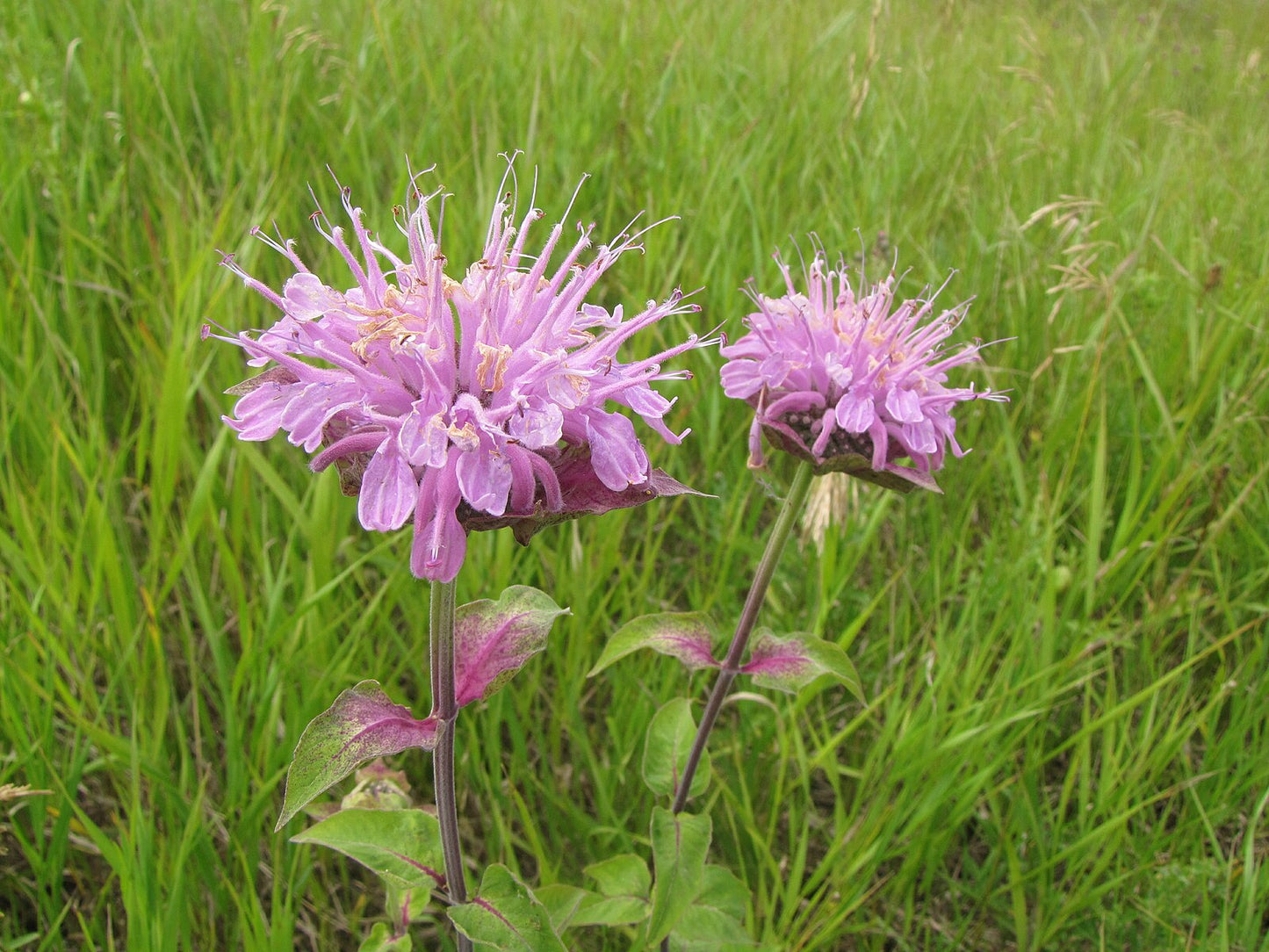 Wild Bergamot, Bee Balm, Monarda fistulosa - MN Native
