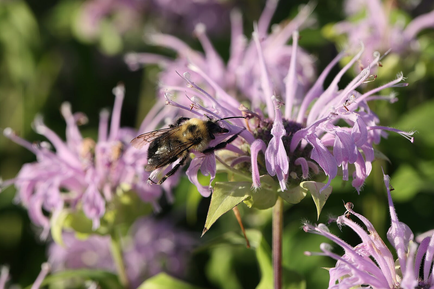 Wild Bergamot, Bee Balm, Monarda fistulosa - MN Native