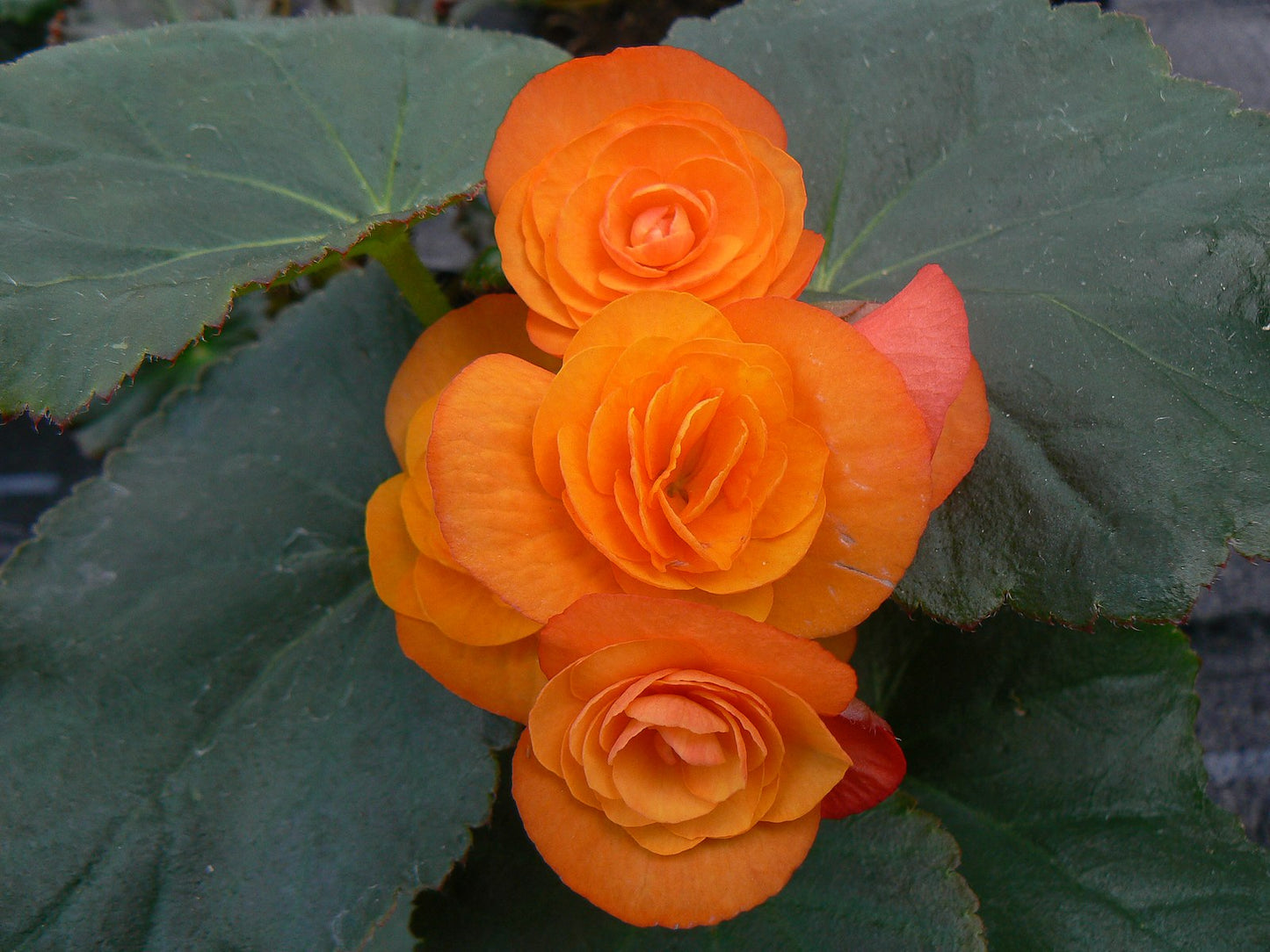 Tuberous Double Begonia, Orange color – Shade/Part Shade - 3.5" pot