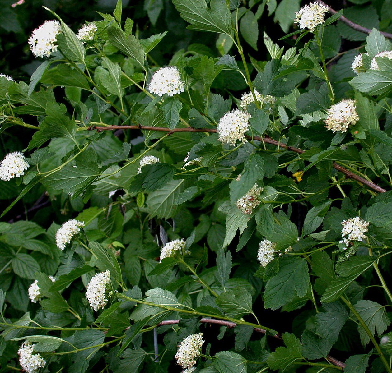 Nine Bark - Physocarpus opulifolus - MN Native Shrub