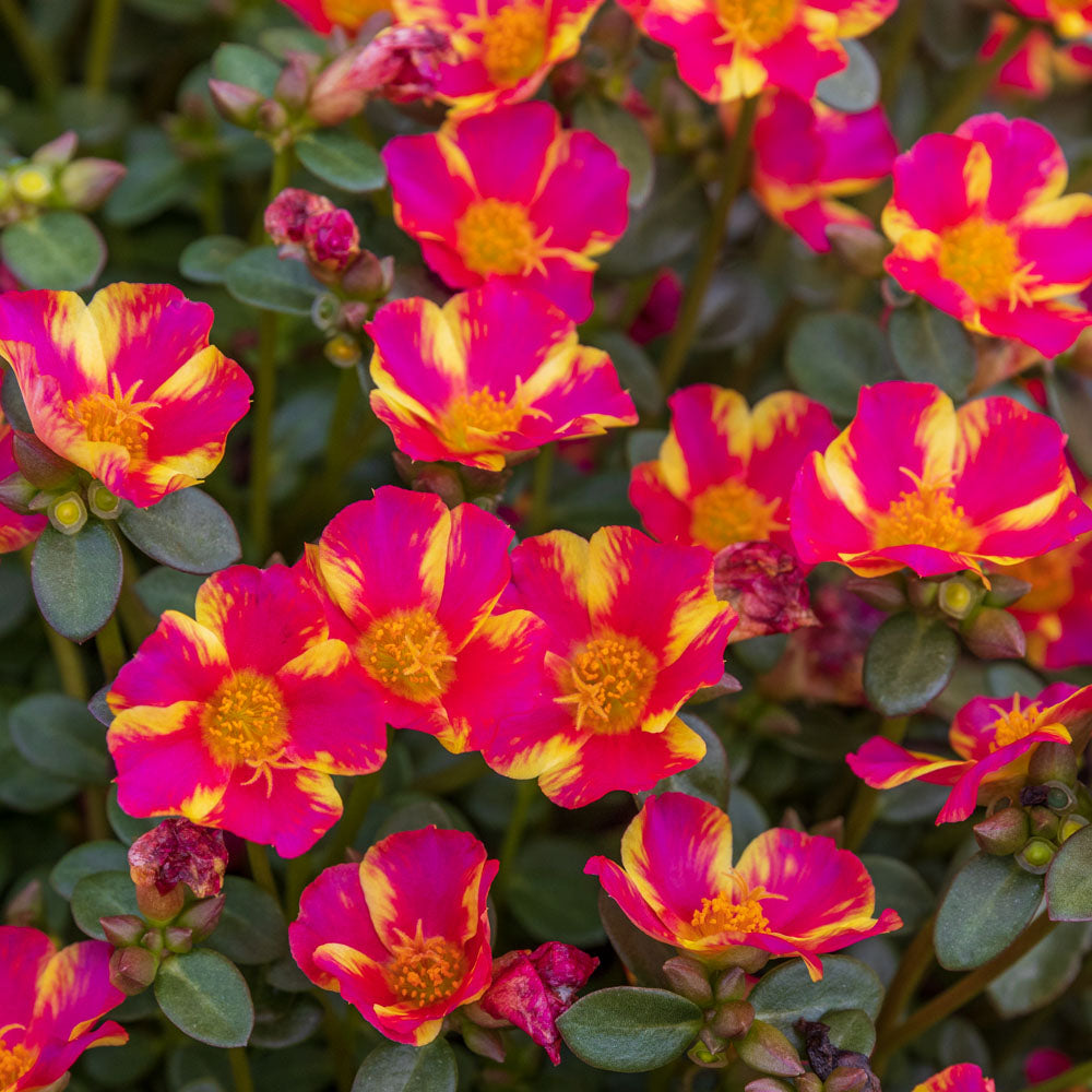 Portulaca - Mega Pazazz Pink Twist - 4" pot