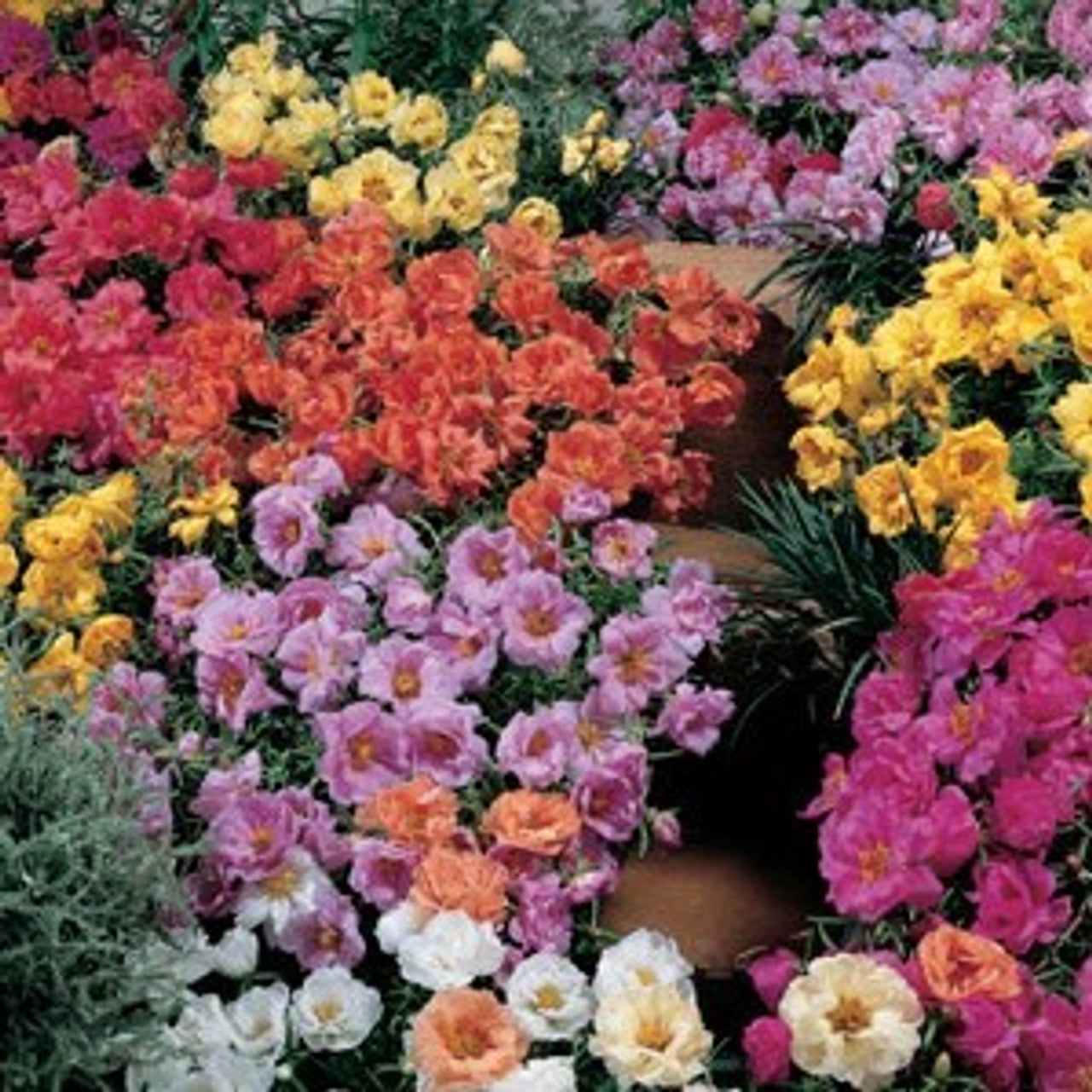 Moss Rose - Portulaca - Sundial Mix - 4 pack