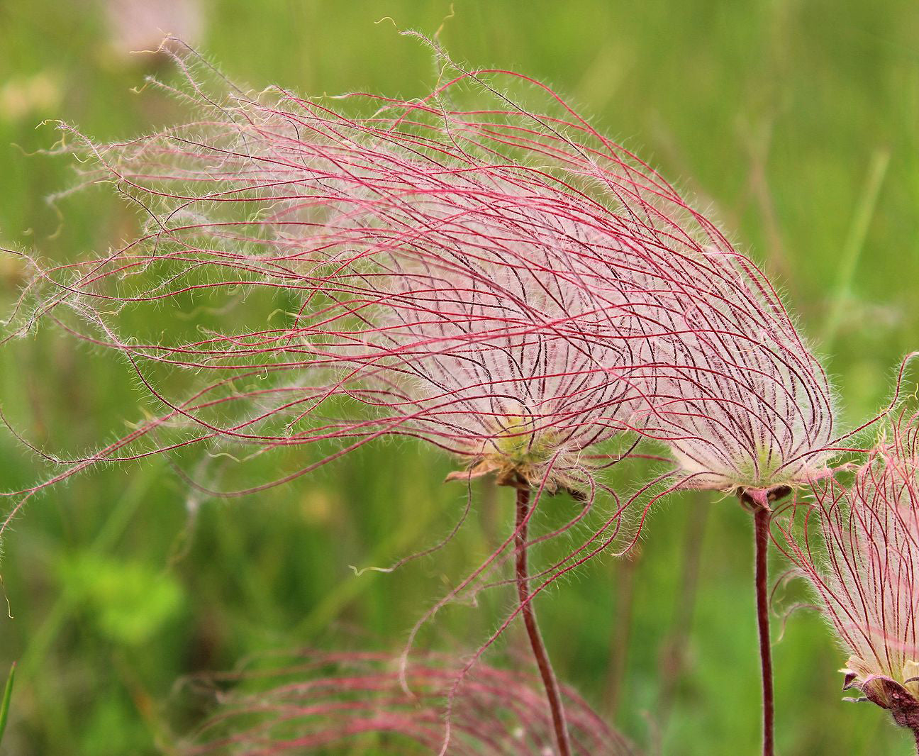 Prairie Smoke- Geum triflorum- MN Native