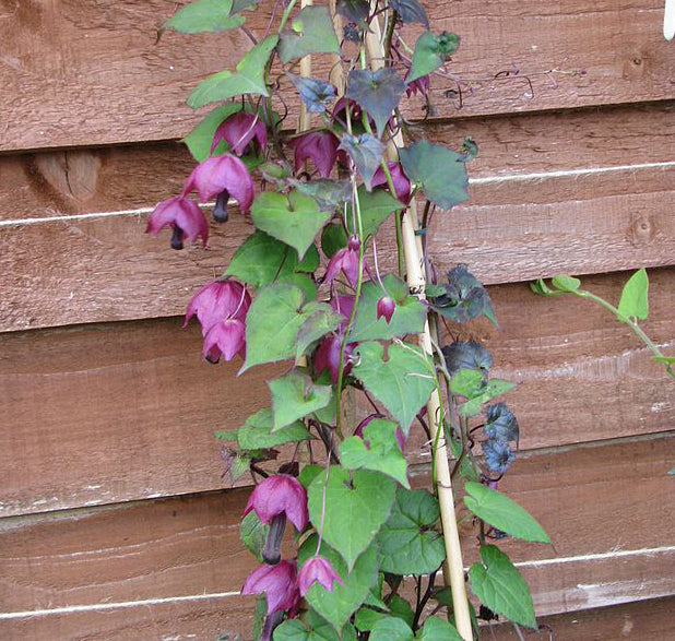 Purple Bells Vine- Rhodochiton - 4" pot