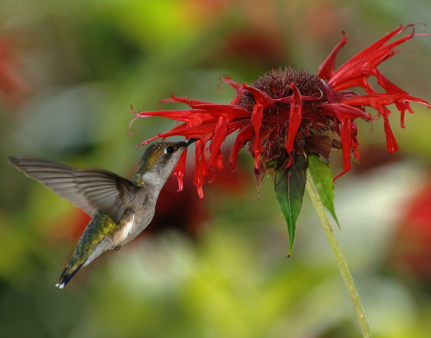 Red Bee Balm - Monarda didyma - Panorama Red Shades
