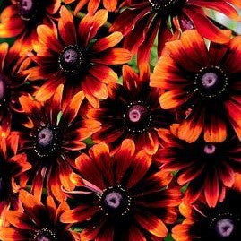 Black-eyed Susan-Chocolate Orange- Rudbeckia hirta