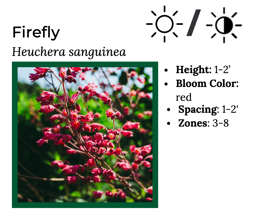 Hummingbird Lover - MN Native Pollinator Pak- 6 Plants