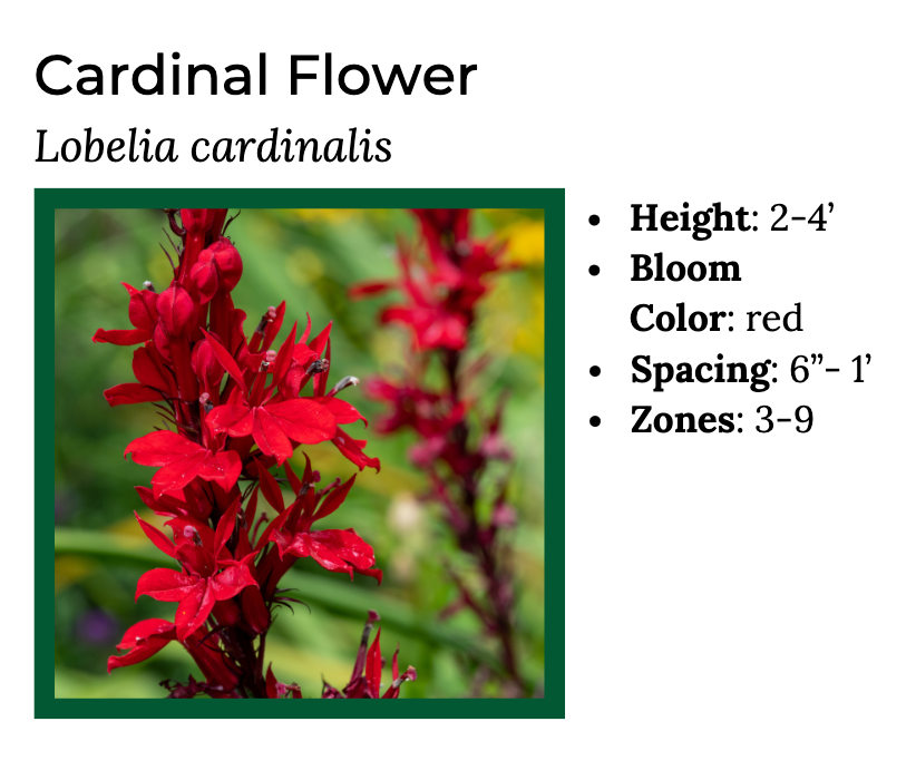 Hummingbird Lover - MN Native Pollinator Pak- 6 Plants