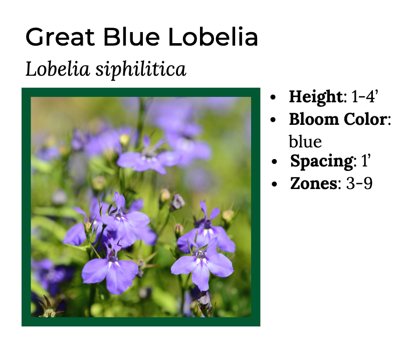 Hummingbird Lover - MN Native Pollinator Pak- 6 Plants